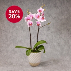 Twin Stem Orchid in Ceramic Planter                                                                                             