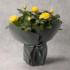 Gift Wrapped Yellow Rose                                                                                                        