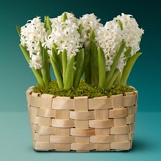 The Hyacinth Basket of Happiness                                                                                                