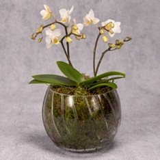 Mini Twin Stem Orchid In Glass Planter                                                                                          