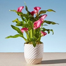 The Hot Pink Calla Lily with Moss                                                                                               