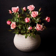 No.1 Scented Blush-Pink Rose Plant                                                                                              