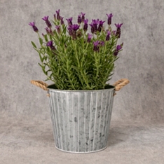 Lavender Planter                                                                                                                