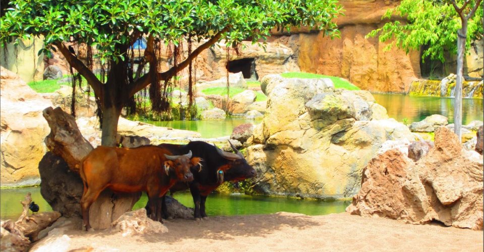 Bioparc Valencia - Afrikas Tiere hautnah