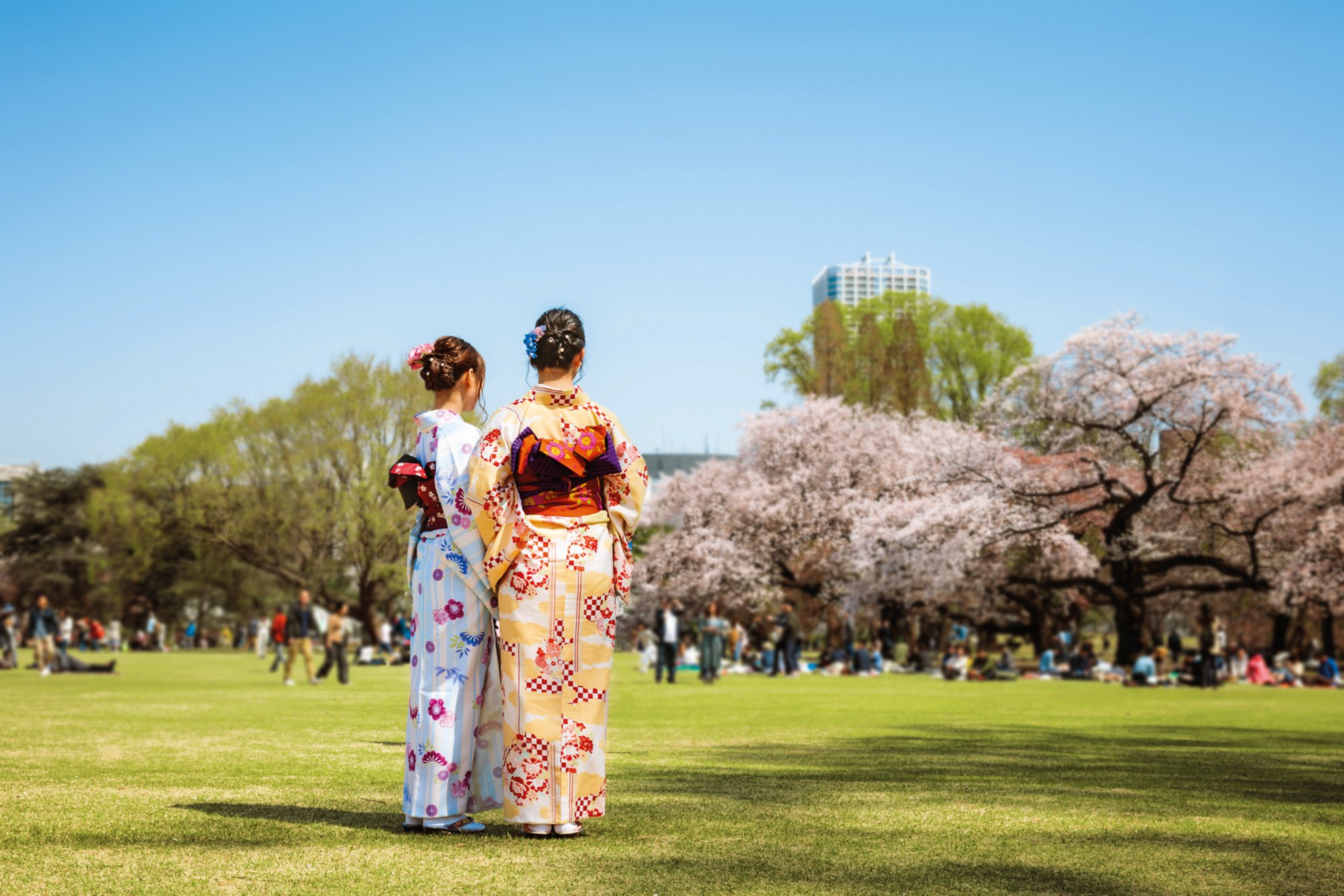 Japanese girl with traditional kimono in a public park during cherry blossom season, Tokyo, Japan