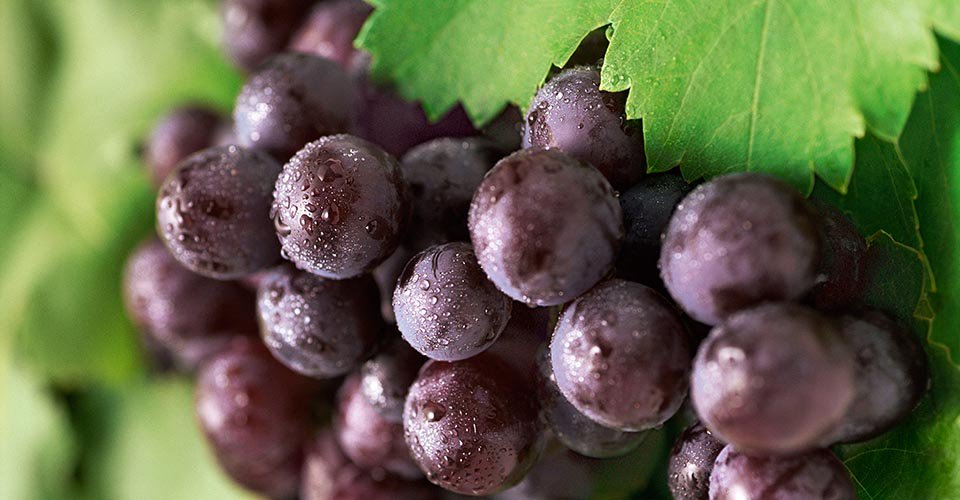Bunch of grapes on vine