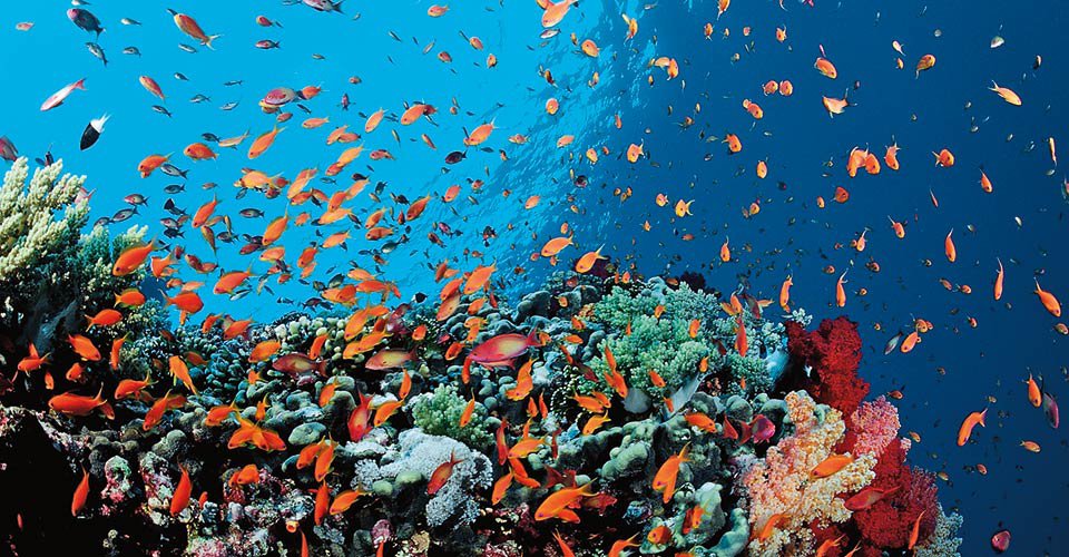 Buntes Korallenriff mit Fahnenbarschen (Pseudanthias squamipinnis), Safaga, Rotes Meer, ƒgypten | Colorful coral reef with lyretail coralfish or goldfish (Pseudanthias squamipinnis), Safaga, Red Sea, Egypt