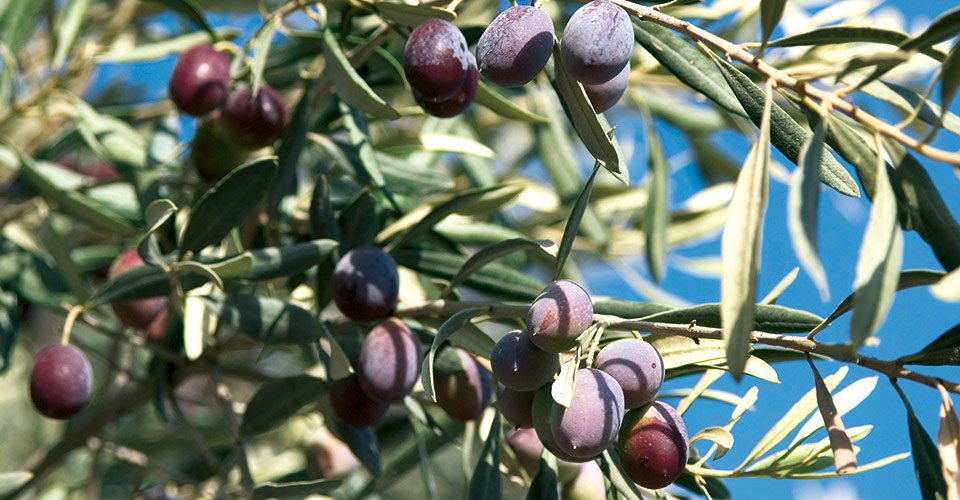 Türkei Milet Südküste der Ägäis Ölbaum Olivenbaum olea europaea 