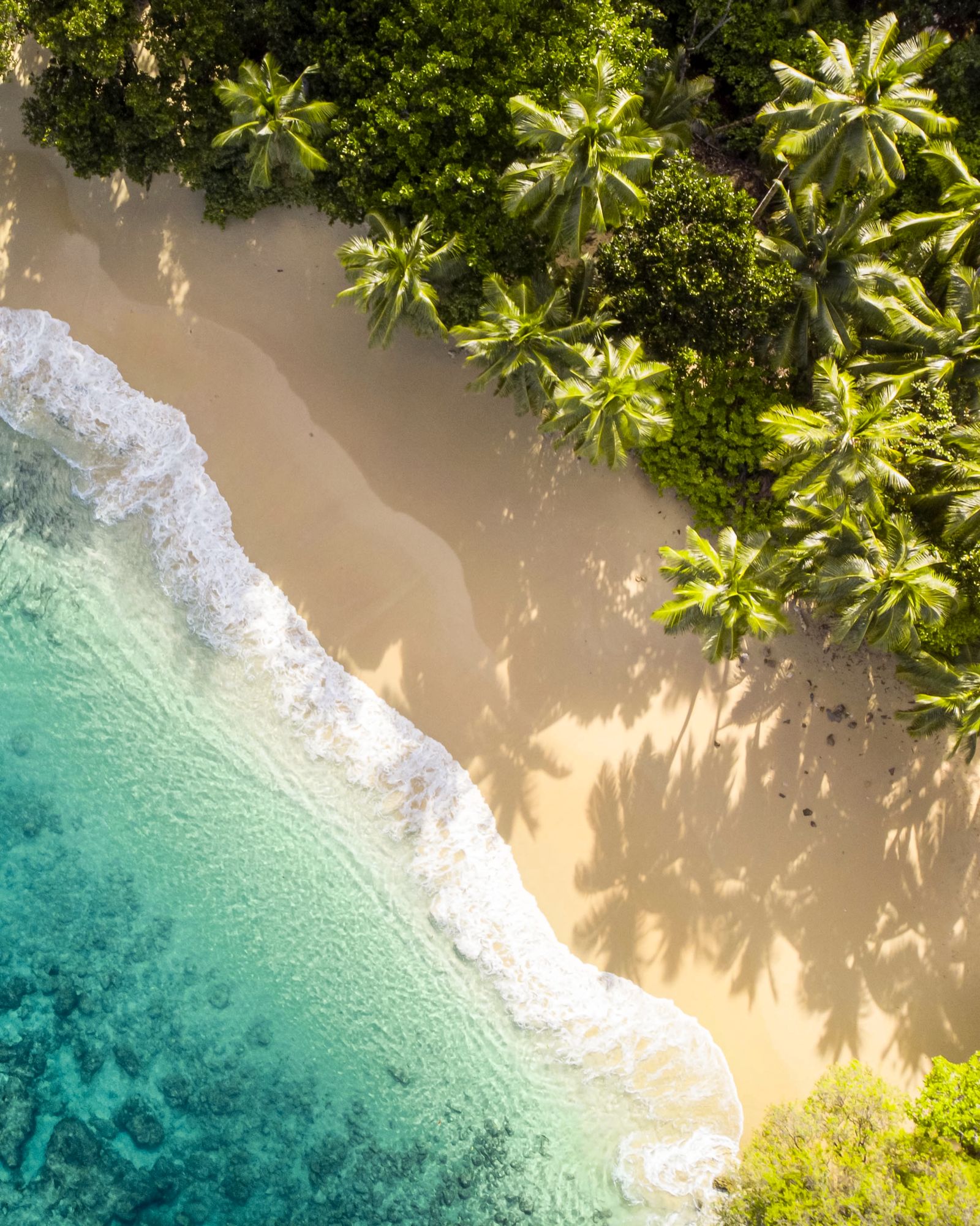 Strand mit Palmen und blauem Meer