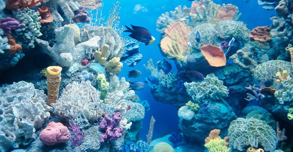 Barcelonas Aquarium und Gotisches Viertel
