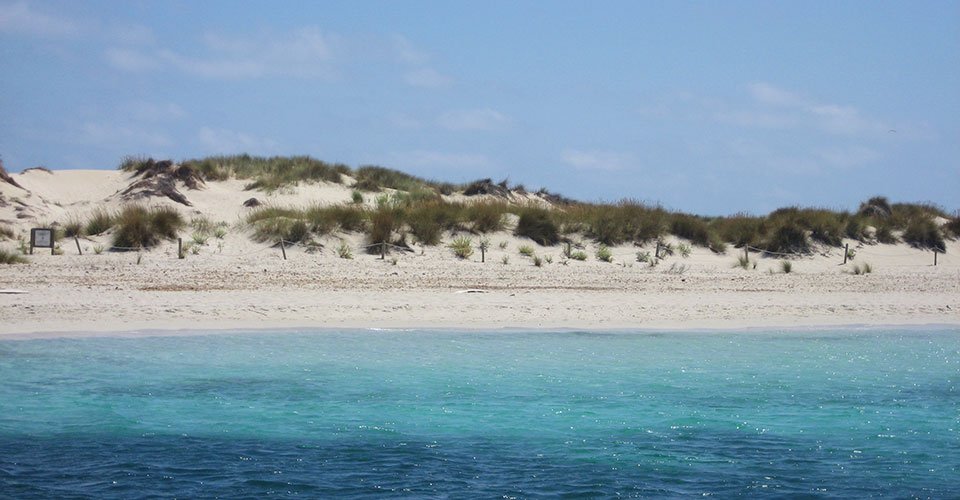 Mit dem Katamaran Ibizas Küste und Badespaß