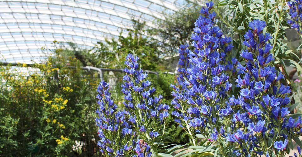 Botanischer Garten in Wales und Besuch in Narberth 