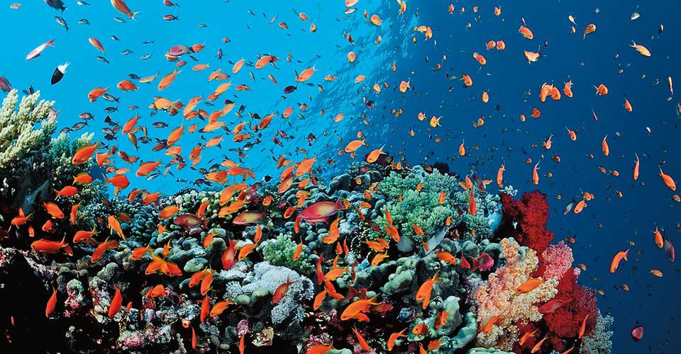 Buntes Korallenriff mit Fahnenbarschen (Pseudanthias squamipinnis), Safaga, Rotes Meer, ƒgypten | Colorful coral reef with lyretail coralfish or goldfish (Pseudanthias squamipinnis), Safaga, Red Sea, Egypt