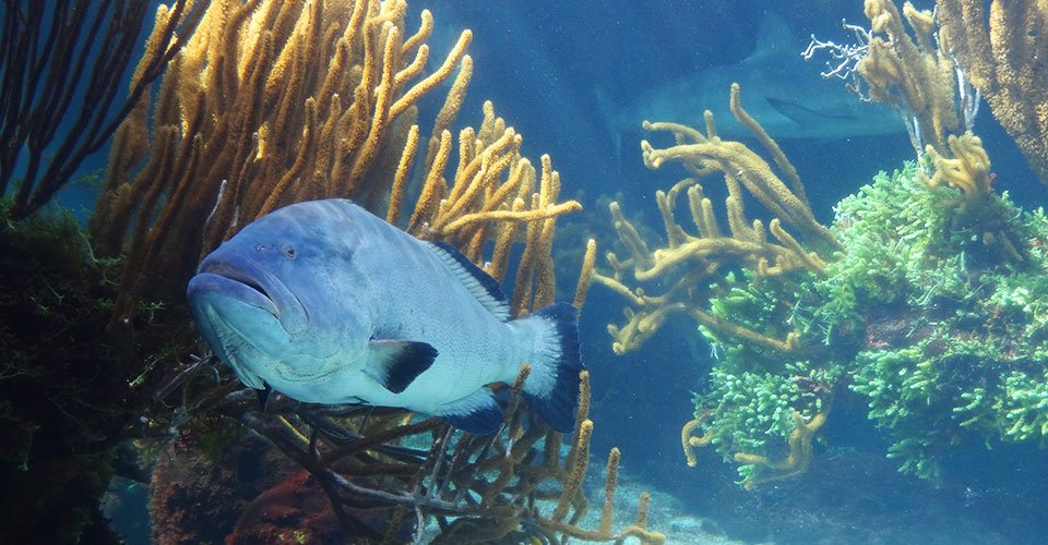 Mit dem U-Boot in die Unterwasserwelt