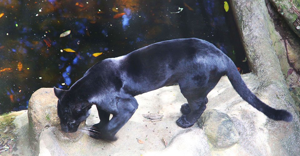 Zoologischer Garten und Wasserfall