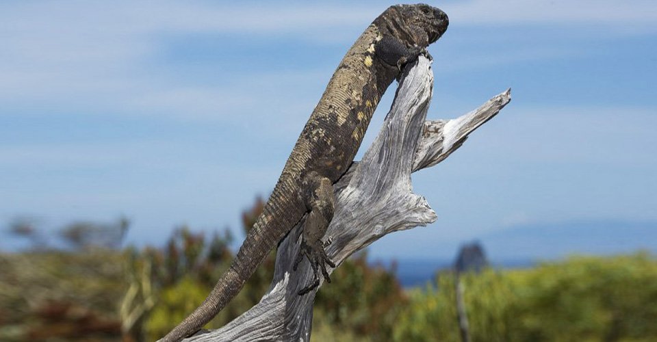 Die bunten Facetten von El Hierro 