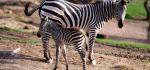 Wildpark Terra Natura Murcia