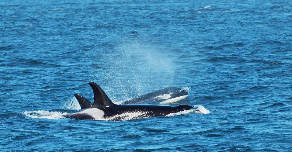 Pod pf killer whales swimming in the ocean