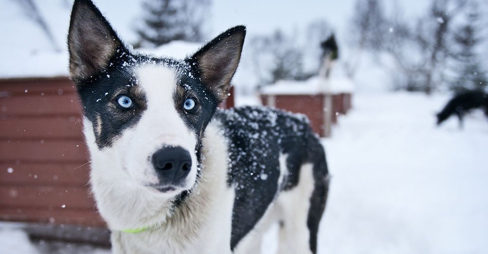 Norwegian husky