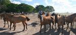 Argentinisches Landleben: Estancia und Gauchos