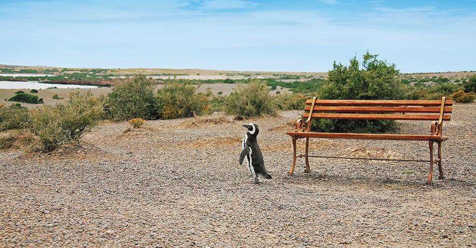 Shuttle Bus Puerto Madryn