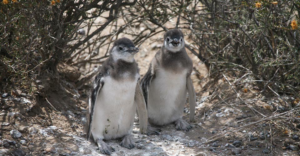 Typisches Valdés: Estancia, Pinguine und Seelöwen