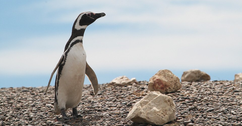 Punta Tombo: Die Pinguin-Kolonie (inklusive Snackbox)