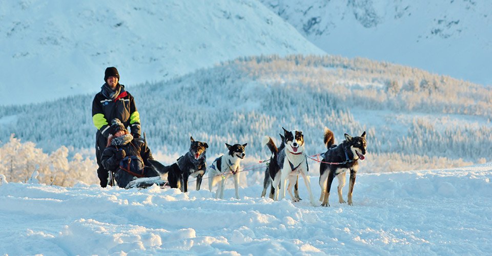 Mit den Huskys auf Schlittenfahrt