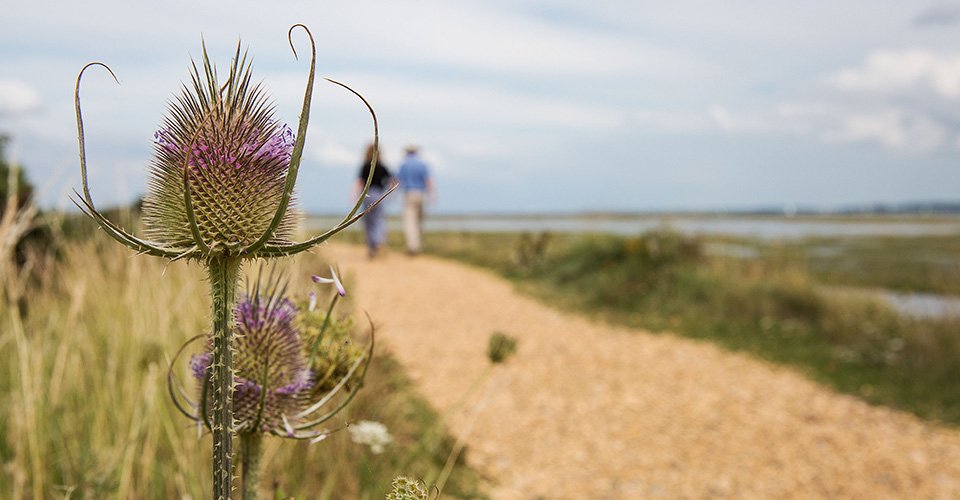 The New Forest National Park