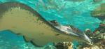 Schnorchelsafari in der Moorea-Lagune