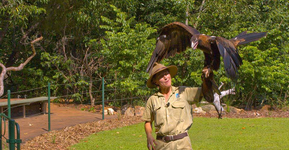 Black-breasted Buzzard - Birds of Prey, Territory Wildlife Park