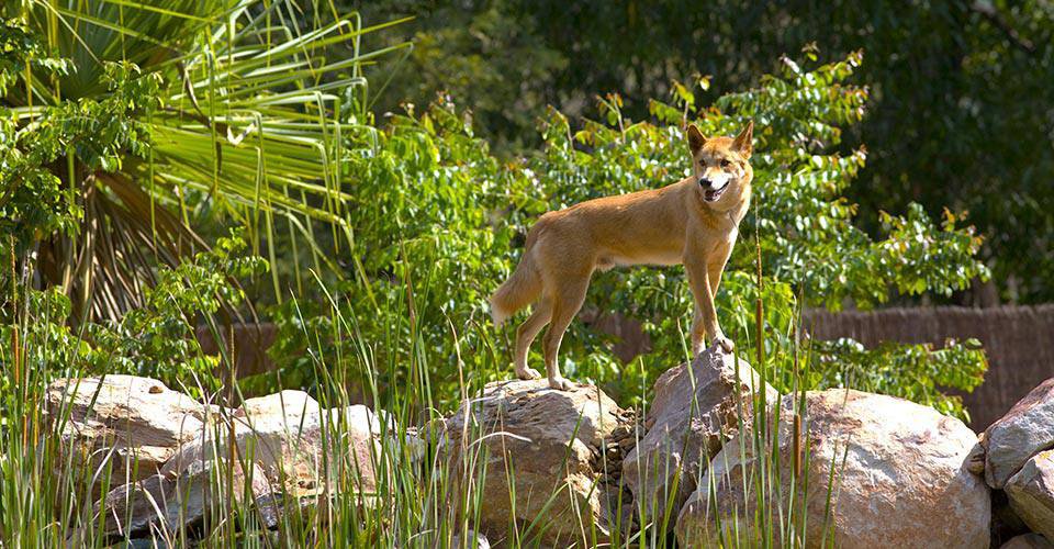 Dingo, Territory Wildlife Park