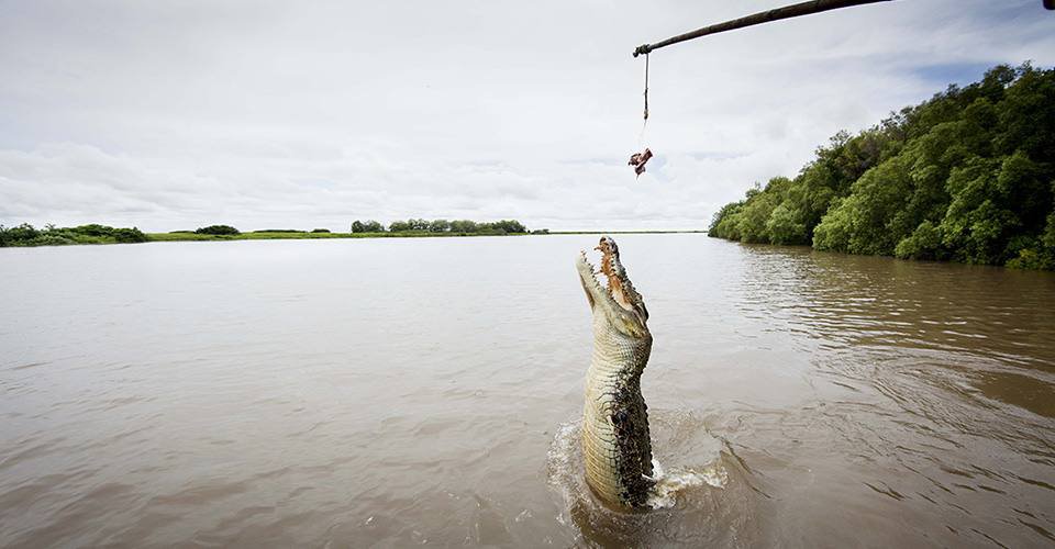 Spectacular Jumping Crocs