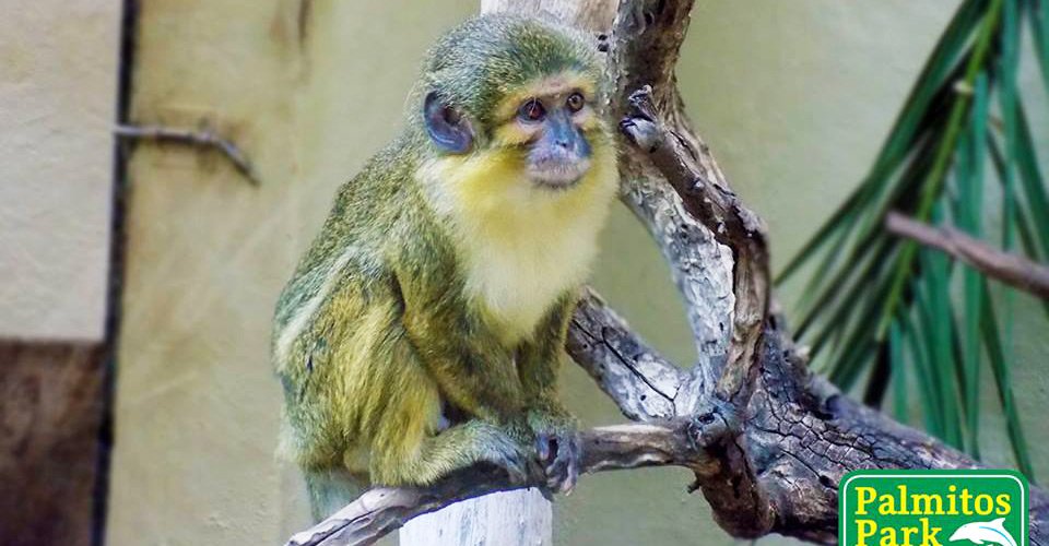 Im Reich der Tiere: Palmitos Park