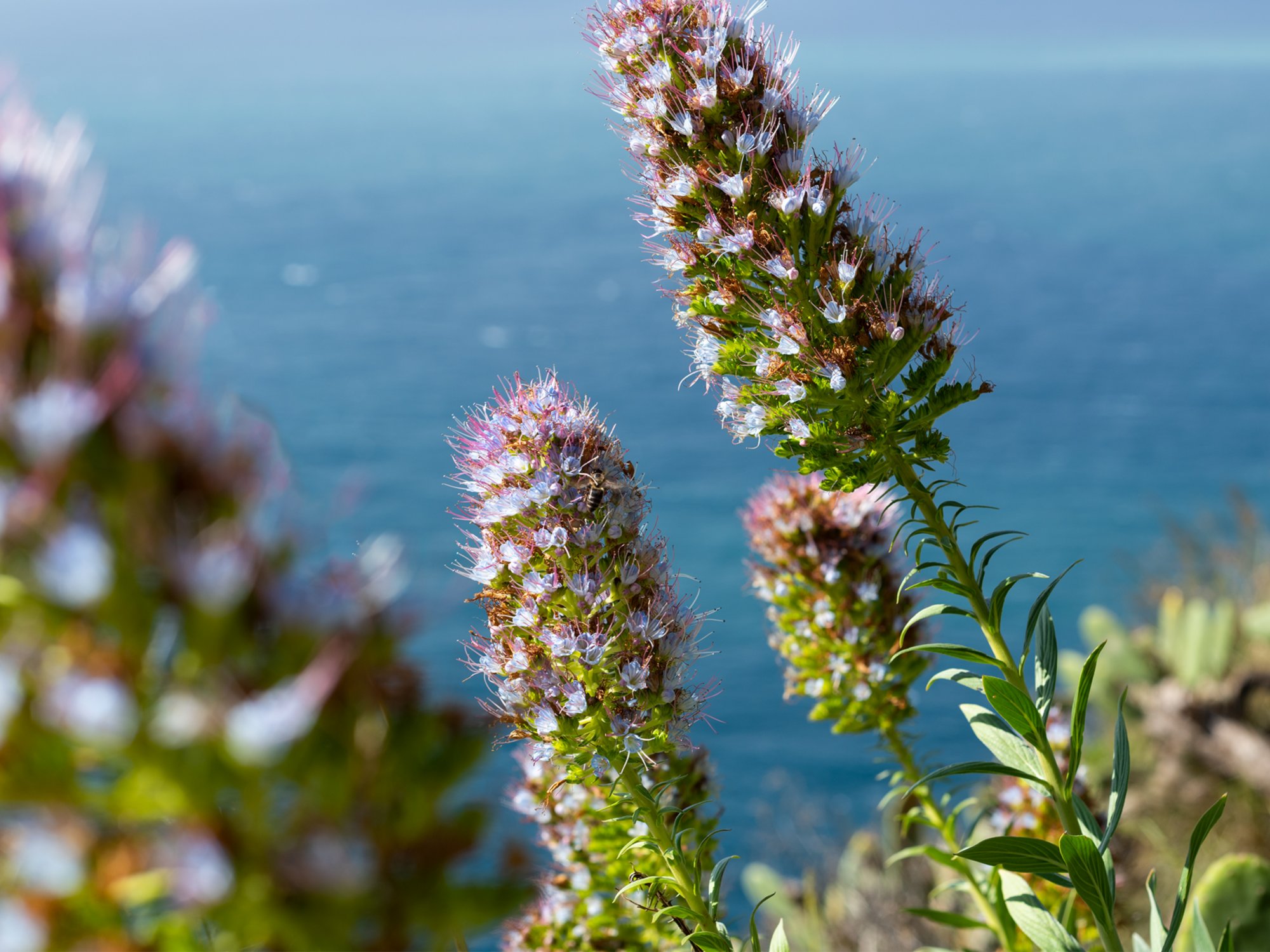 Blumen auf Madeira