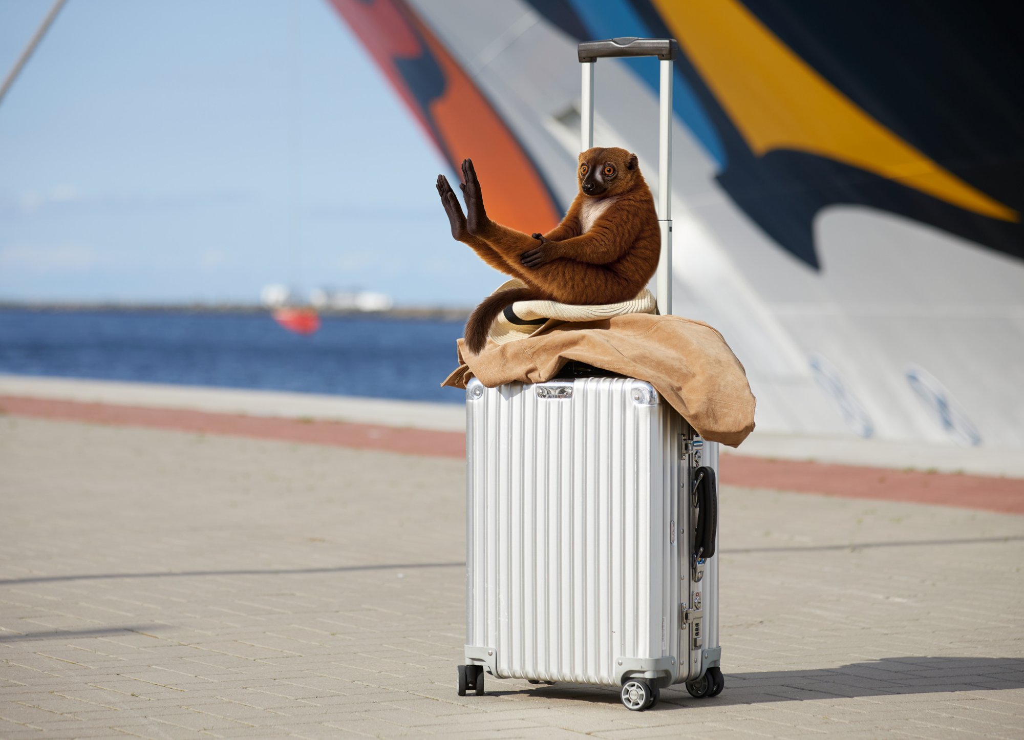 Matti der Maki sitzt auf einem Koffer vor einem AIDA Schiff