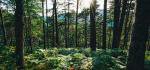 Wanderung auf dem Greenock Cut