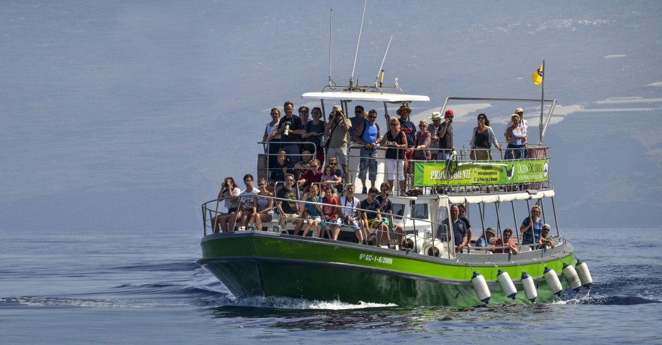 Mit dem Boot zur Wal- und Delfinbeobachtung