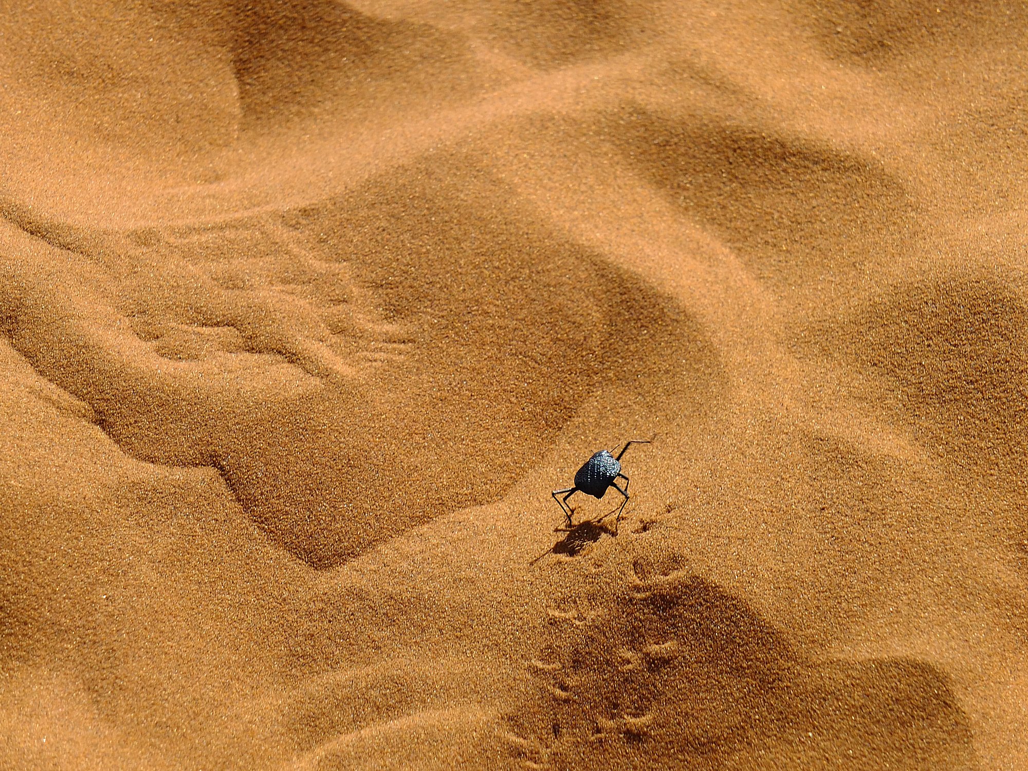Tier im Sand