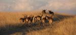Safari im Hluhluwe Reservat 