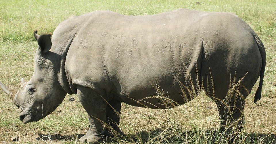 Overland: Safari im Wildreservat Big 5 Manyoni und Leopard Mountain Safari Lodge (Doppelzimmer)