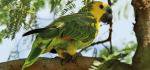 Papagei (Amazonas aestiva), Gran Chaco, Paraguay | Papagei (Amaz