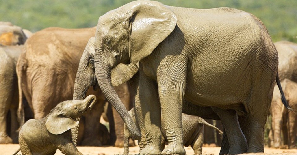 Addo - Wildlife - Elephant