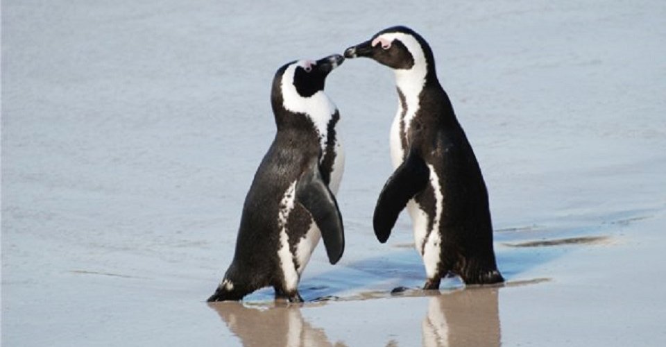 Tierisch gut: Robben und Pinguine in freier Natur