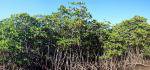 Nouméas Mangrovenwälder erkunden 