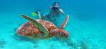 Sea Turtles Amedee Marine Reserve