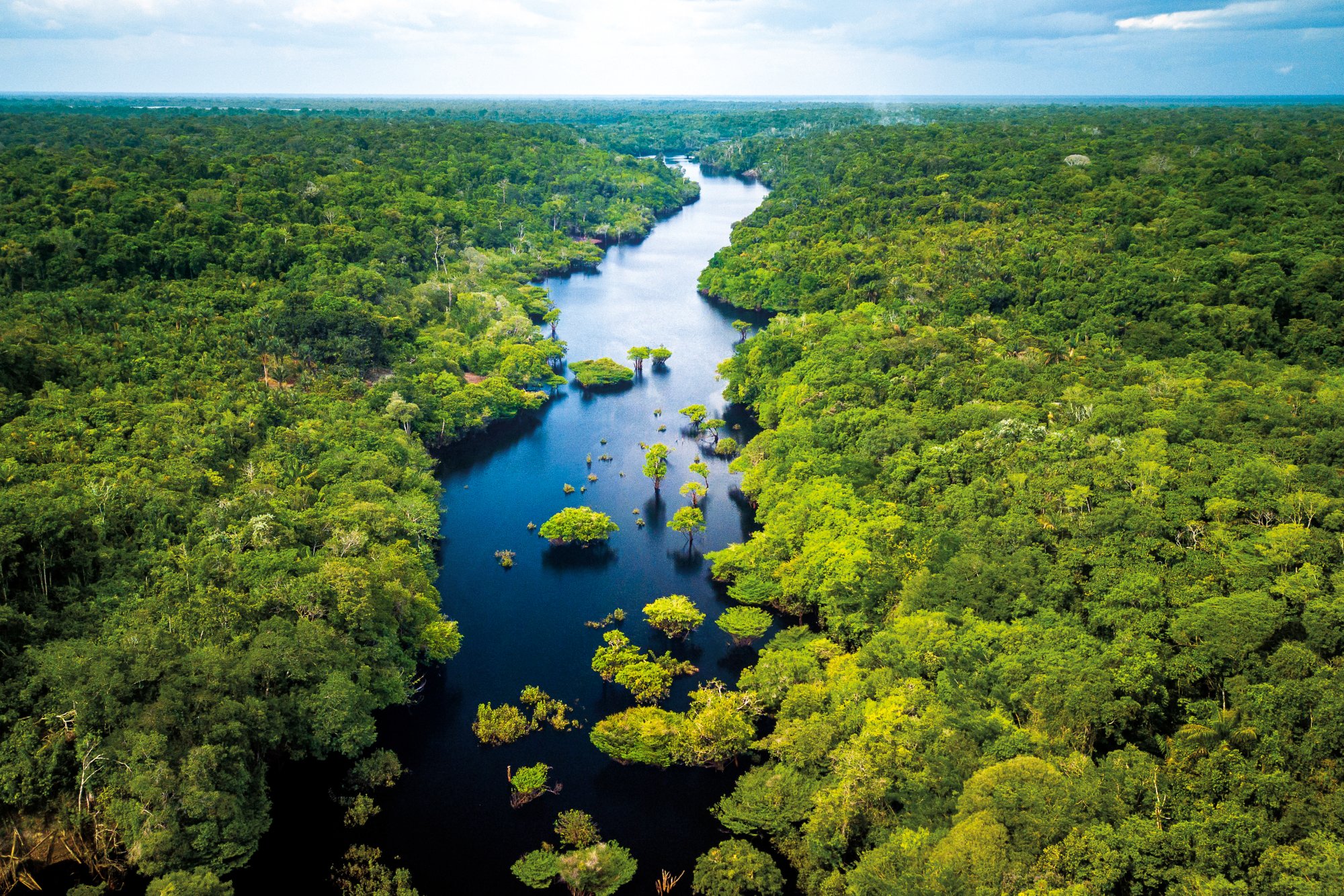 Amazon Rainforest in Anavilhanas National Park, Amazonas - Brazil