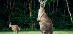 Idyllisches Greenough und Wildlife Park 