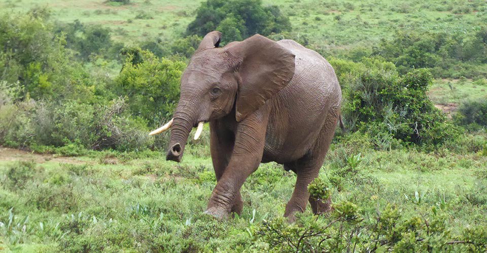 Safari durch das Kragga Kamma Wildtierreservat