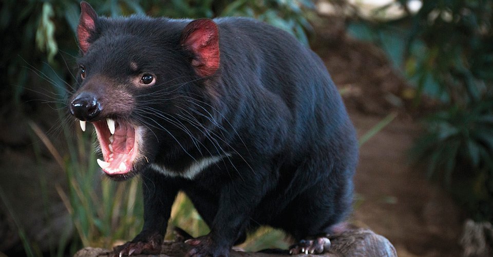 Tasmanian devil (Sarcophilus harrisii) - Bonorong Wildlife Park 